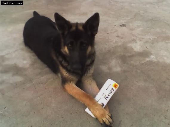 La foto del perro