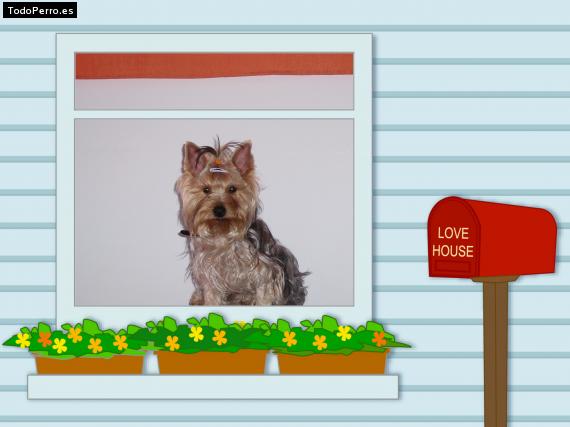 La foto del perro