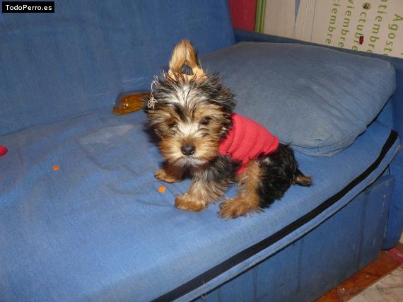La foto del perro