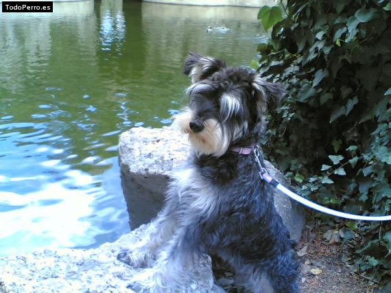 La foto del perro