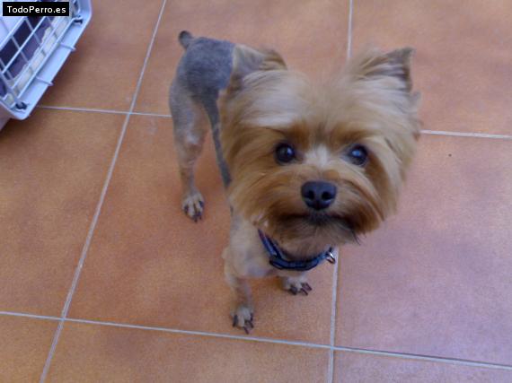 La foto del perro