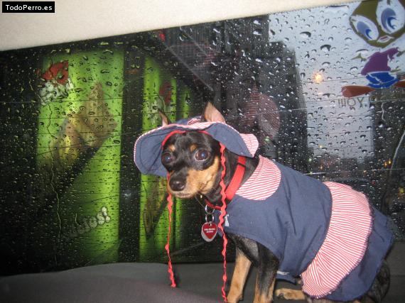 La foto del perro