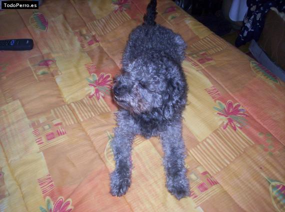 La foto del perro