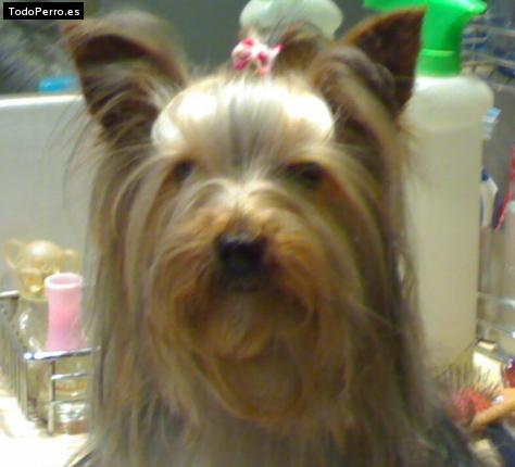 La foto del perro