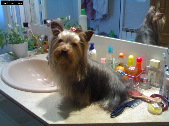 La foto del perro