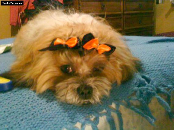 La foto del perro