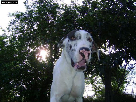 La foto del perro