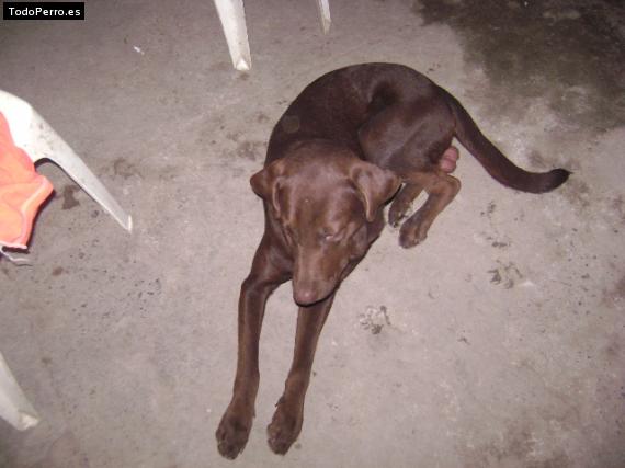 La foto del perro