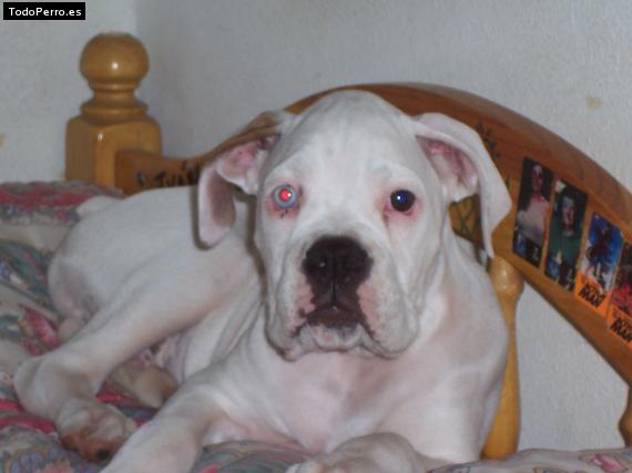 La foto del perro