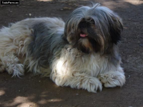 La foto del perro
