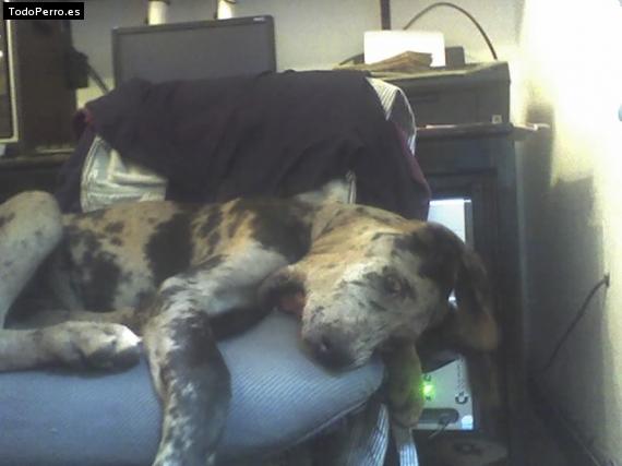 La foto del perro