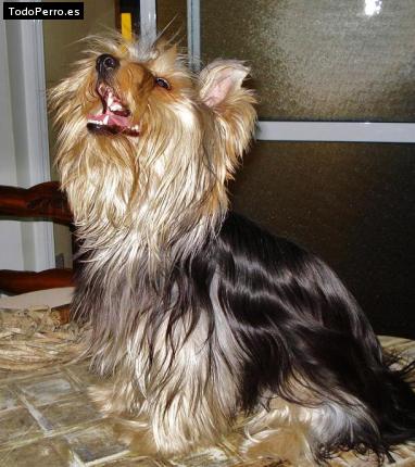La foto del perro