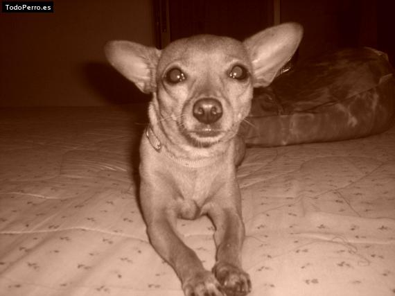 La foto del perro