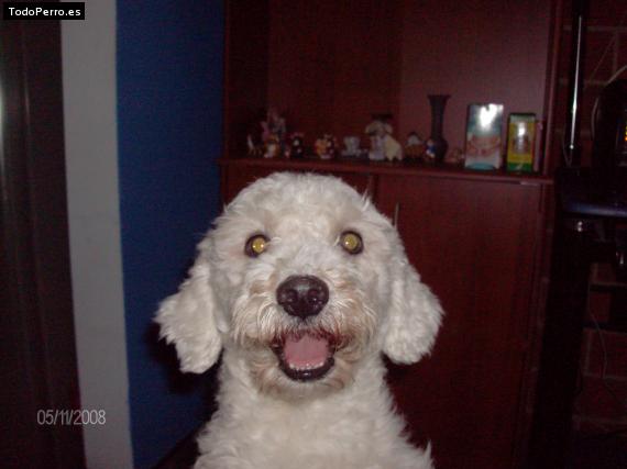 La foto del perro