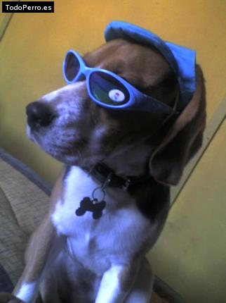 La foto del perro