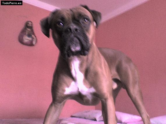 La foto del perro