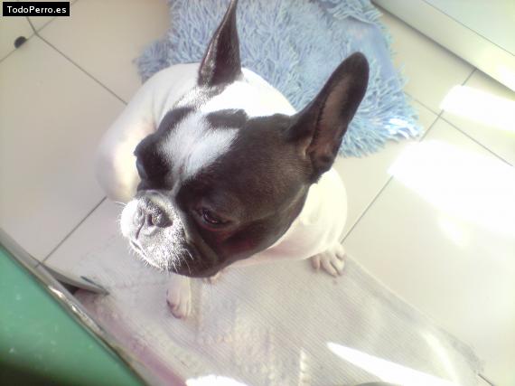 La foto del perro