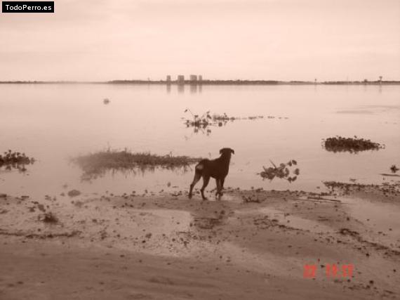 La foto del perro