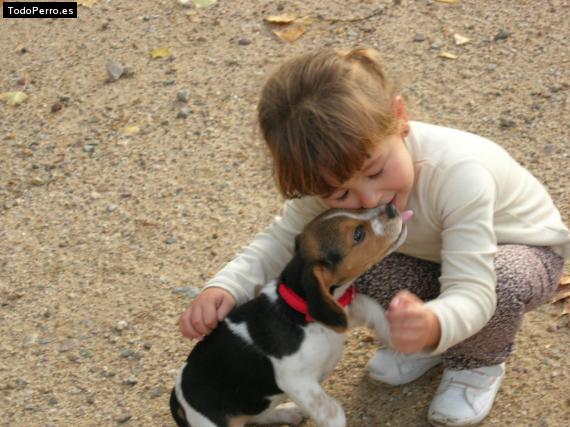 La foto del perro