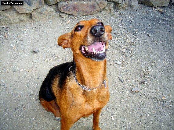 La foto del perro
