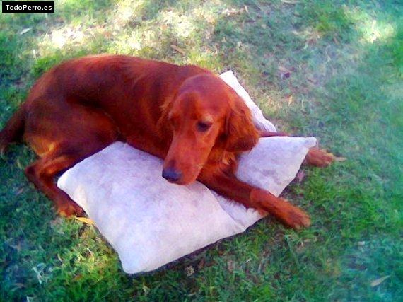 La foto del perro