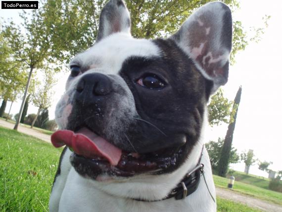 La foto del perro