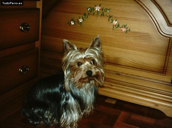 La foto del perro