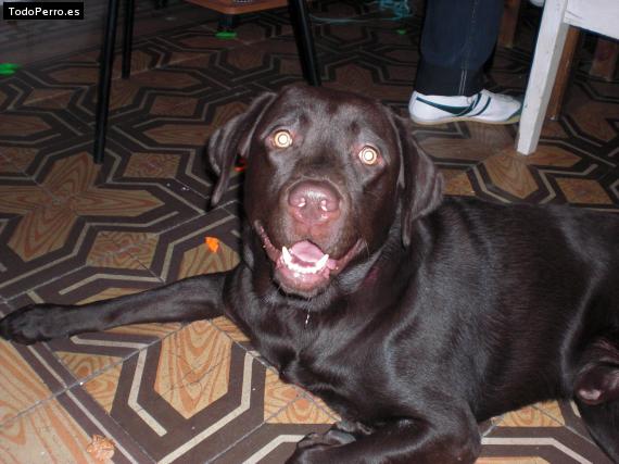 La foto del perro