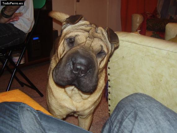 La foto del perro