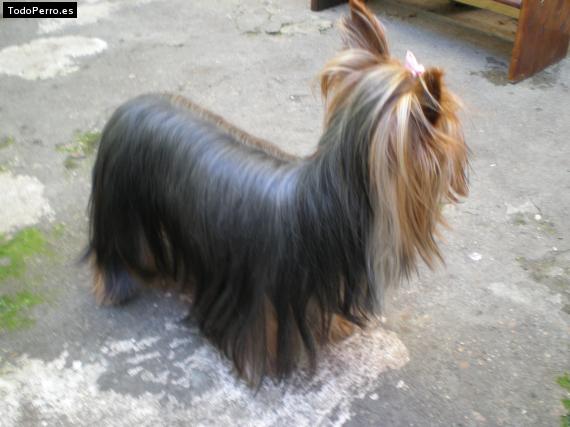 La foto del perro