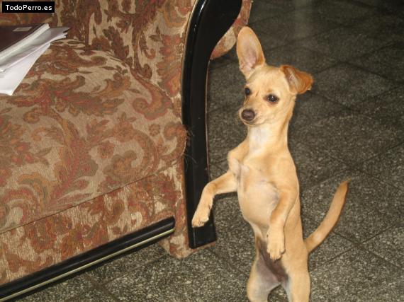 La foto del perro