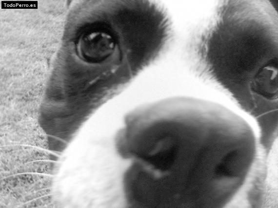 La foto del perro