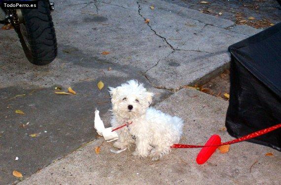 La foto del perro