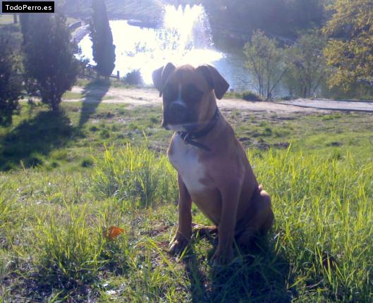 La foto del perro