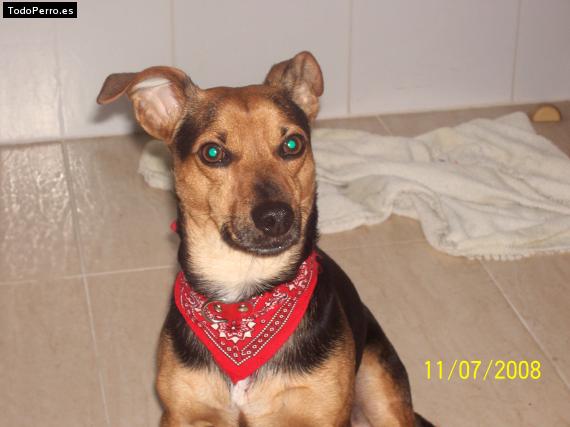 La foto del perro