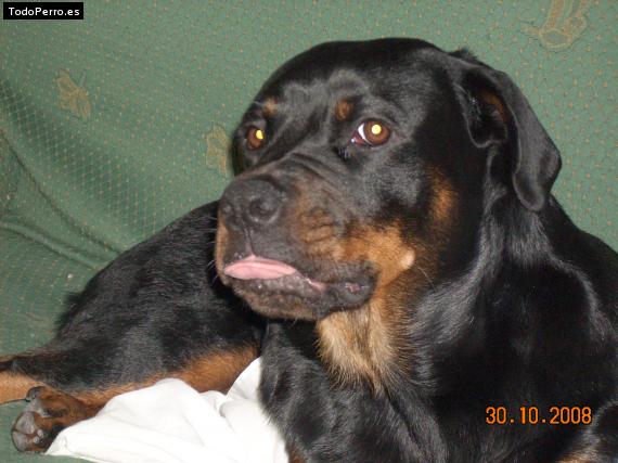 La foto del perro