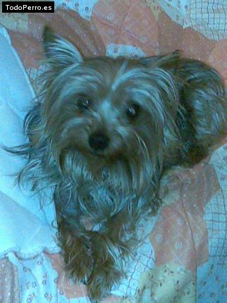 La foto del perro