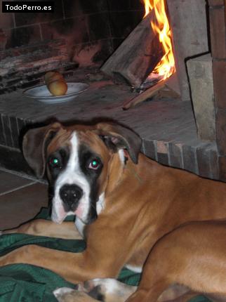 La foto del perro