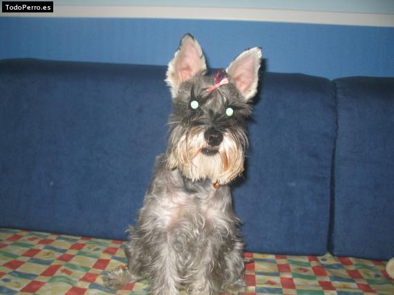 La foto del perro