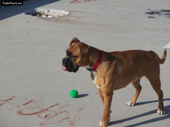 La foto del perro