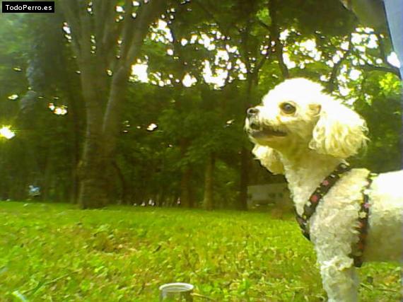 La foto del perro