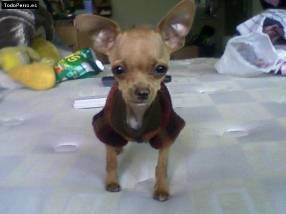 La foto del perro