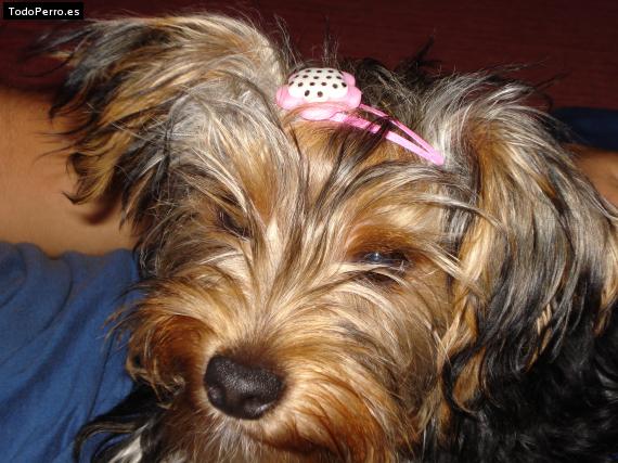 La foto del perro