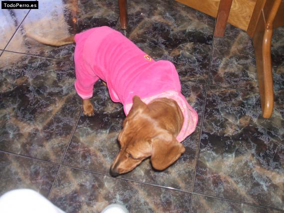La foto del perro