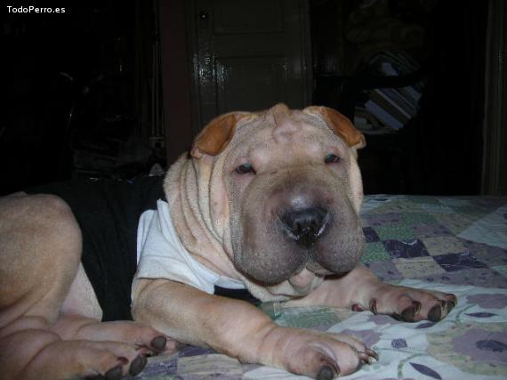 La foto del perro