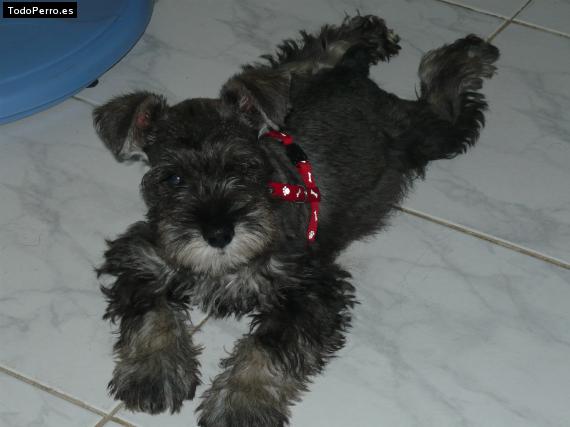 La foto del perro