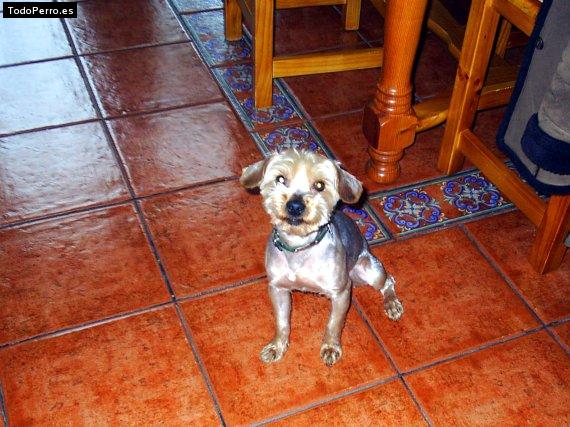 La foto del perro