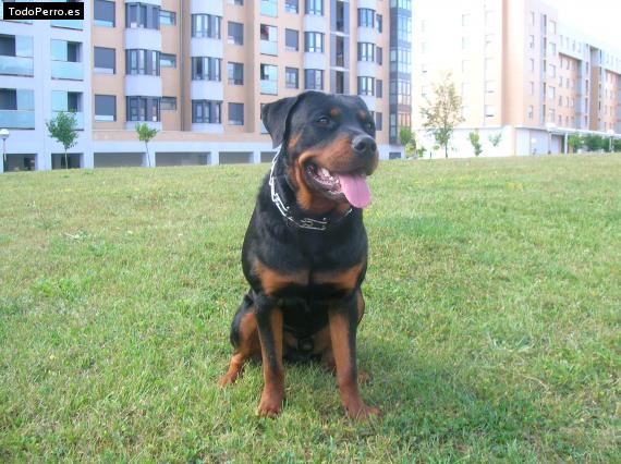 La foto del perro