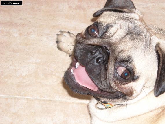 La foto del perro