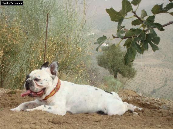 La foto del perro